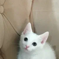بچه گربه نژاد وان