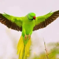 طوطی ملنگو