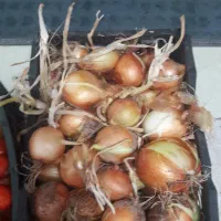پیاز سفید  موجوده
