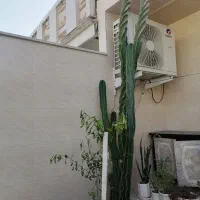 فروش کاکتوس