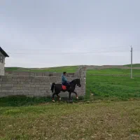 اسب کورد