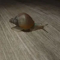 جوجه حلزون آچاتینا آلبینو