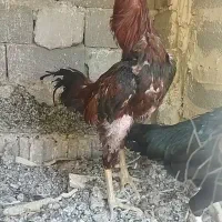 خروس لاری
