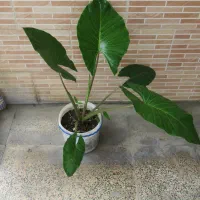 گل بابا آدم
