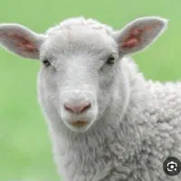 بره چاق کشتاری کوهبنان