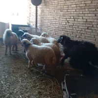 فروش بره