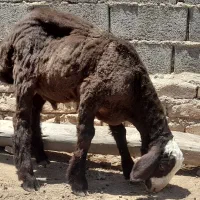 بره|حیوانات مزرعه|مشهد, احمدآباد|دیوار