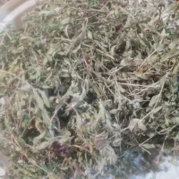 فروش آویشن