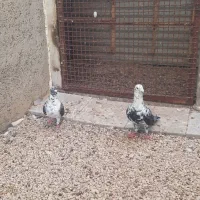 جفت گوره سینه سفید