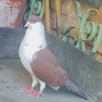 کبوتر ریش سرخ و کلاغ سیاه