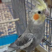 طوطی عروس