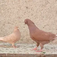 40 کبوتر آس یکجا