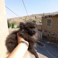 سگ پامرین خرسی