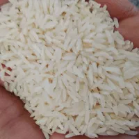 برنج دم سیاه و هاشمی