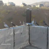 پرنده کبوتر