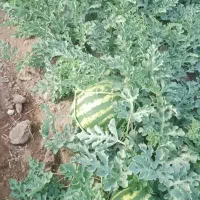 هندونه