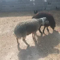 بره نر