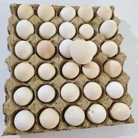 تخم مرغ رسمی و محلی