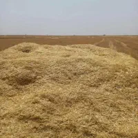 کاه گندم...بارگیری و حمل و نقل با خریدار محترم