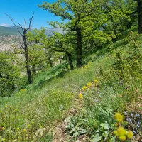 زمین کشاورزی در شهر اباد فیروزکوه