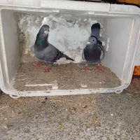 کفتر کبوتر