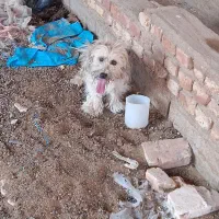 سگ توله پاکوتاه شیتزو