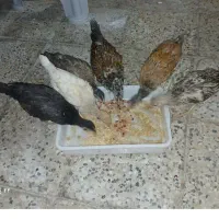 فروش مرغ و جوجه محلی
