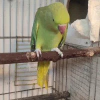 طوطی ملنگو ماده|پرنده|بروجرد, |دیوار