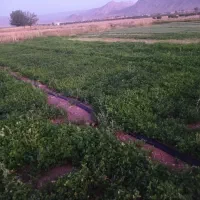 تره و جعفری