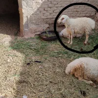 یک عدد میش آبستن