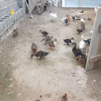 ۱۸عدد اوردک بچه ۴ ماهه