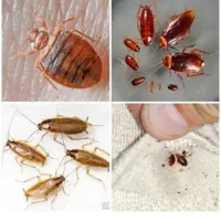 سمپاشی باضمانت کتبی دریک مرحله سم پاشی سوسک وساس