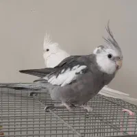 عروس هلندی نر