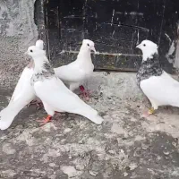 فقط پیام