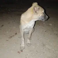 توله سرابی اصیل سرپنجه دار