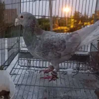 کفتر حریف