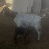 بز کهره دار