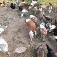 مرغ تخم گذار