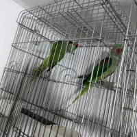 جفت شاه طوطی