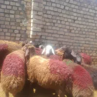 بره ماده افشار شیشک پشم. گهنه