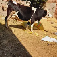 گاو سیمنتال شیری جوان آبستن سنگین شکم دوم