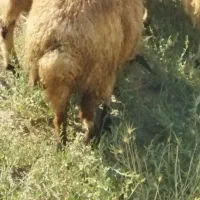 یک عدد گوسفند قصر دوعدد بره ماده قربانی نزی