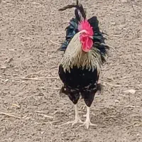 فروش مرغ و خروس جهت قربانی و استفاده
