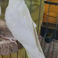 گمشده عروس هلندی