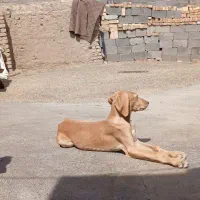 تازی|سگ|سنندج, |دیوار