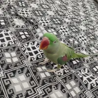 شاه طوطی ۴ ماهه