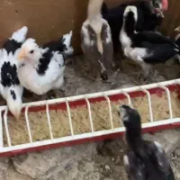 جوجه لاری