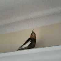 عروس هلندی جوجه
