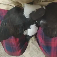 کفتر ساده نر