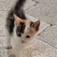 گربه خانگی